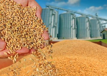 GRAIN
